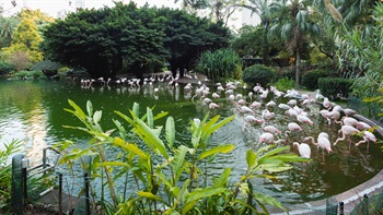 The Bird Lake consists of a large Flamingo pond and a small waterfowl pond. The ponds are home to over 150 birds of around 5 different species with many more visiting the waters seasonally. Flamingos flock together in the Flamingo pond while turtles and some other exotic birds rest in the small waterfowl pond.